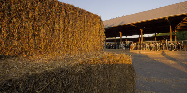 La ferme de Viltain à Jouy-en-Josas (78). Production laitière et vente directe.