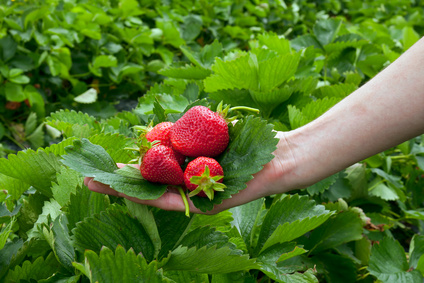 Strawberrys on leaf in the hand